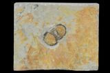 Bumastus Ioxus Trilobite - New York #120099-1